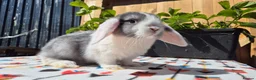 Mini Lop rabbits for sale: Mini Lop Bunnies Ready This Friday 01/04/26 - Advert 9