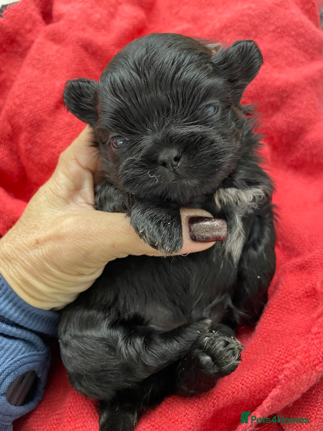 Shih Tzu dogs for sale: Shihtzu pups 5*breeder  - Image 1