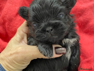 Shih Tzu dogs - Advert 1