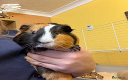 Guinea Pig rodents for sale: 2 brother’s Guinea pigs for sale  - Image 3