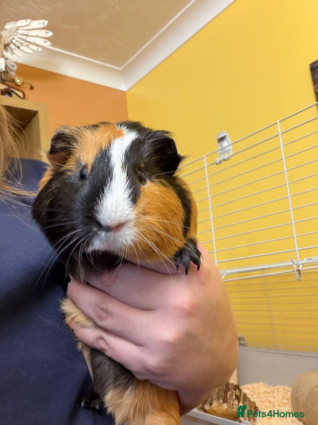 Guinea Pig rodents for sale: 2 brother’s Guinea pigs for sale  - Image 3