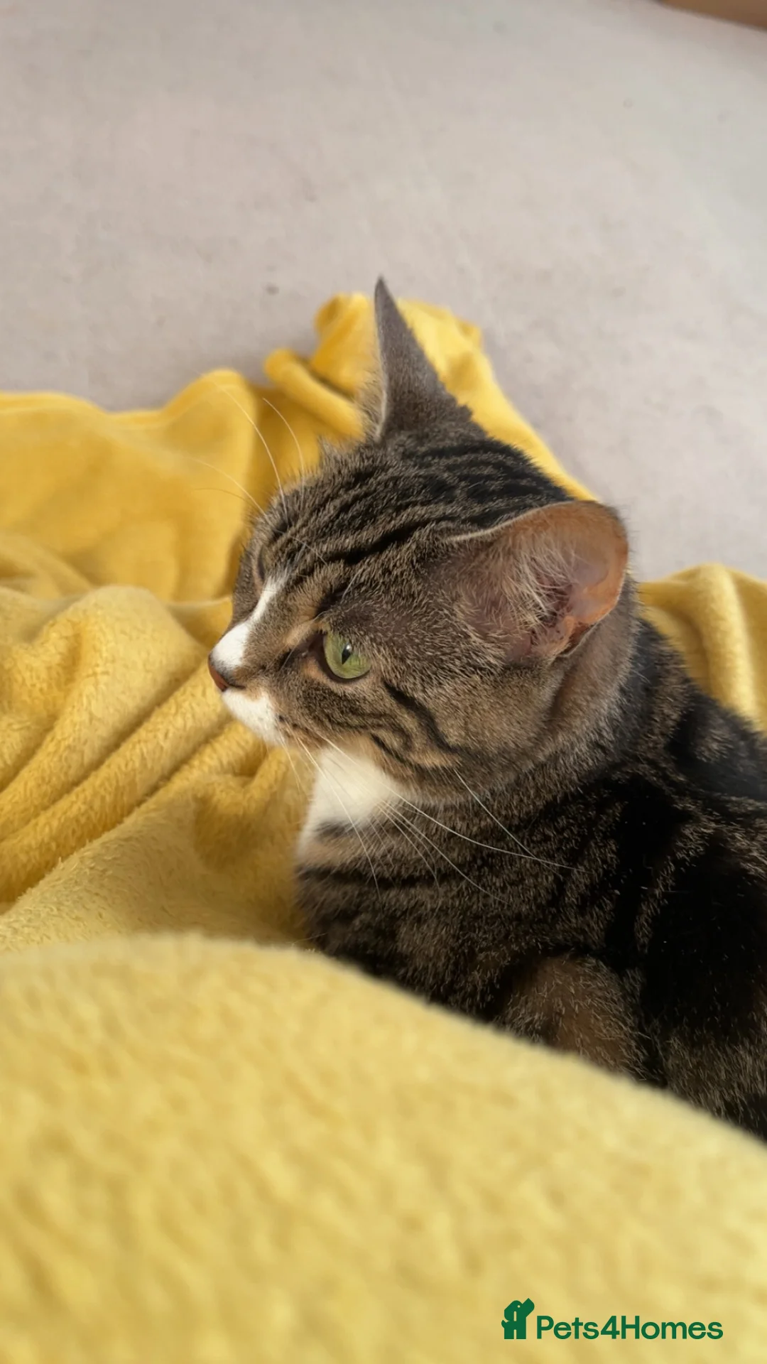 Mixed Breed cats for sale: Pixie  in Blackburn - Advert 4