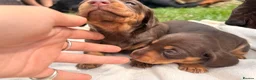Miniature Dachshund dogs for sale: One female available 🏡 ready to leave  - Advert 4
