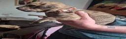 Cane Corso dogs for sale: Cane corso cross tibetan mastiff puppies - Advert 10