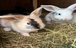 Mixed Breed rabbits for sale: Baby bunnies - Image 13