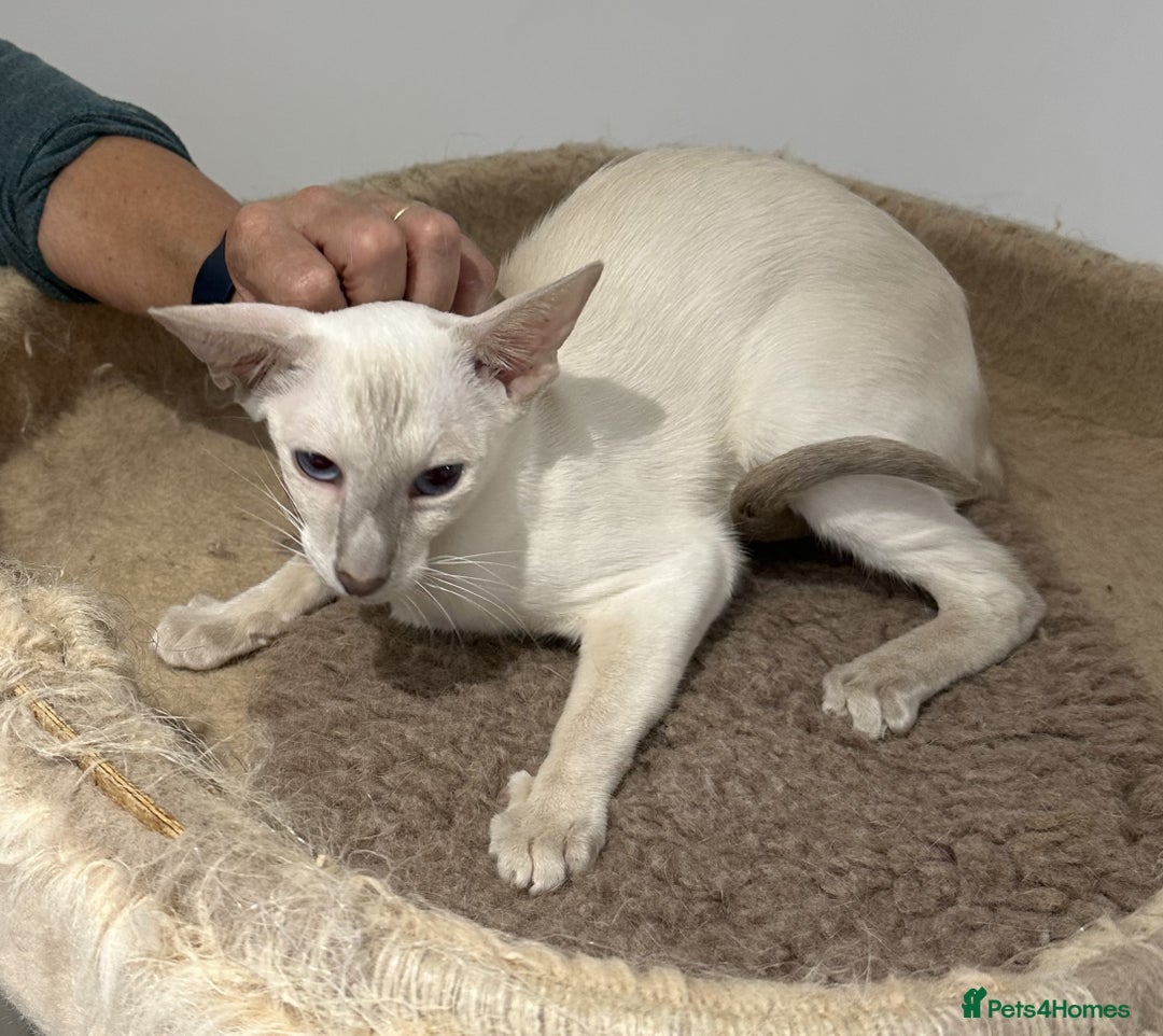 Siamese cats for sale: Sweet Siamese Female Lilac Point Active Register - Advert 5