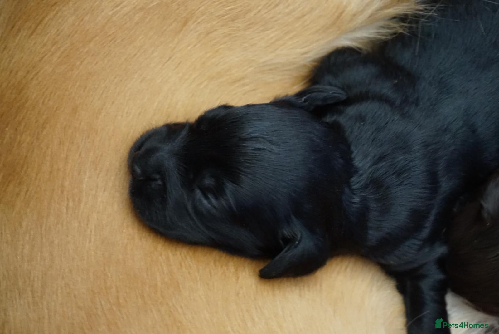 Cocker Spaniel Puppy 3
