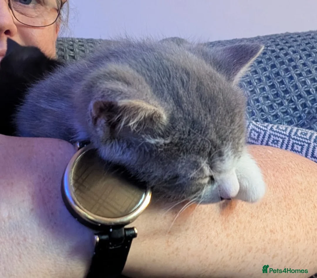 Mixed Breed cats for sale: Six adorable and sweet natured kittens in Kilmarnock - Advert 2