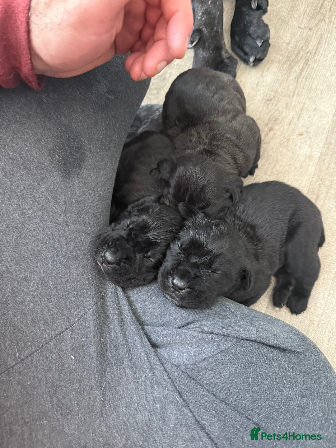 Cane Corso dogs for sale:  Stunning pure cane corso puppies - Image 10