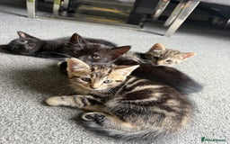 British Shorthair cats for sale: Kittens for Sale - Image 8