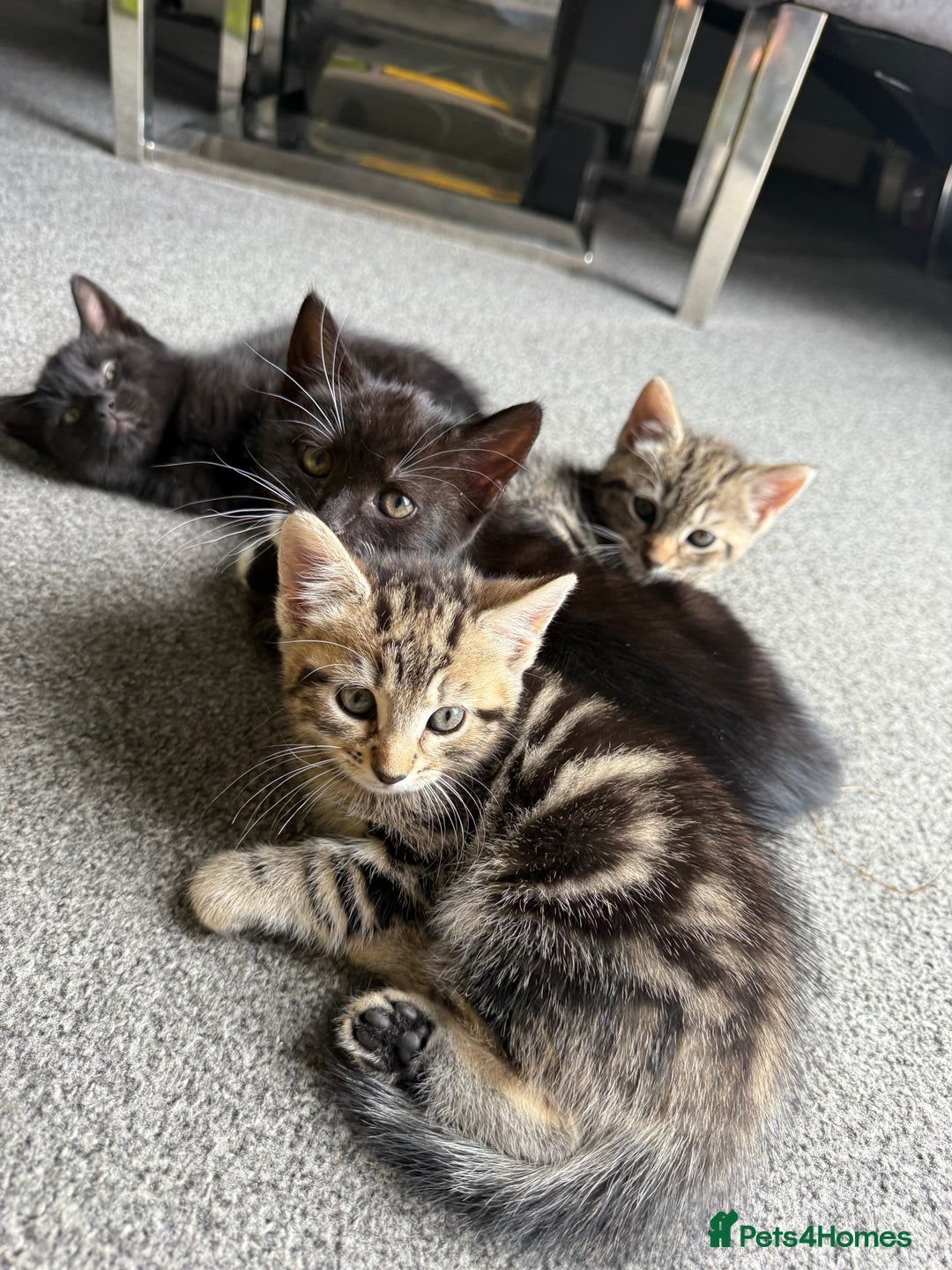 British Shorthair cats for sale: Kittens for Sale - Image 8