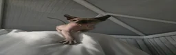 Sphynx cats for sale: ♀️Female Sphynx kitten 😸  - Advert 4