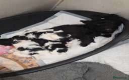 Biewer Terrier dogs for sale: Biewer Yorkshire Terrier  - Image 2