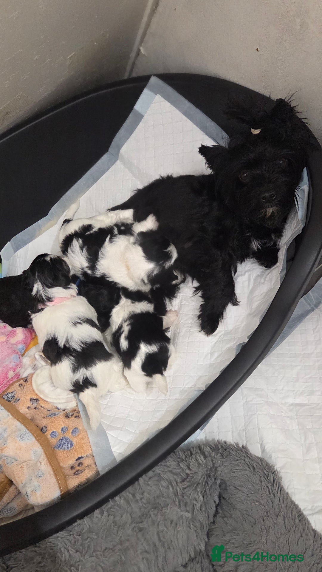 Biewer Terrier dogs for sale: Biewer Yorkshire Terrier  - Image 2