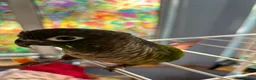 Conures birds for sale: Lovely Conures  - Advert 8
