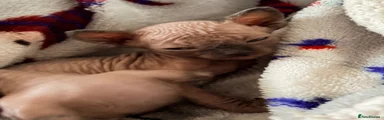 Sphynx 1