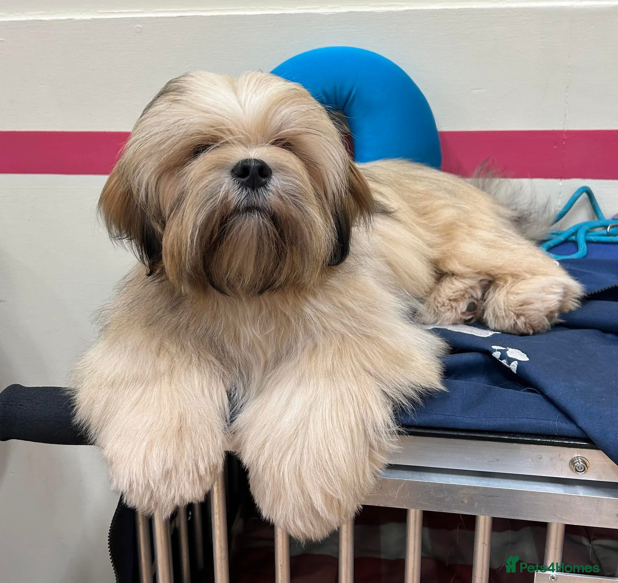 Lhasa Apso dogs for stud: Kc registered Lhasa for Stud  - Advert 4