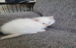 Ragdoll cats for sale: REDUCED Ragdoll kitten ready now - Image 12