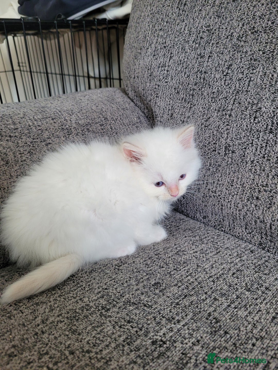 Ragdoll cats for sale: REDUCED Ragdoll kitten ready now - Image 12