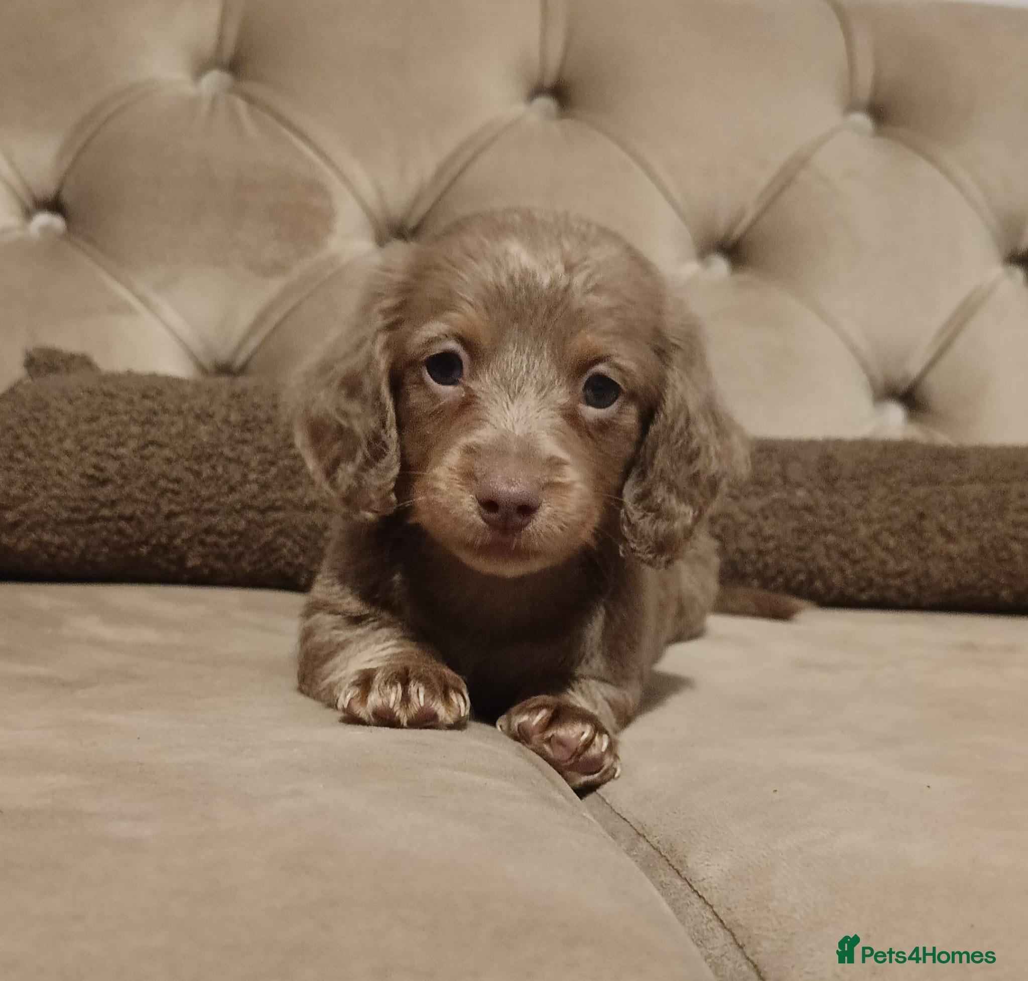 Miniature Dachshund dogs KC miniature long haired dachshunds  - Advert 7
