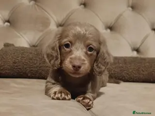 Miniature Dachshund dogs KC miniature long haired dachshunds - Advert 7