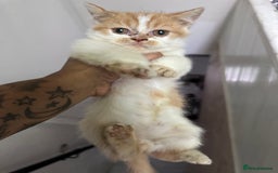 Persian cats for sale: Persian Kittens for Sale - Advert 6