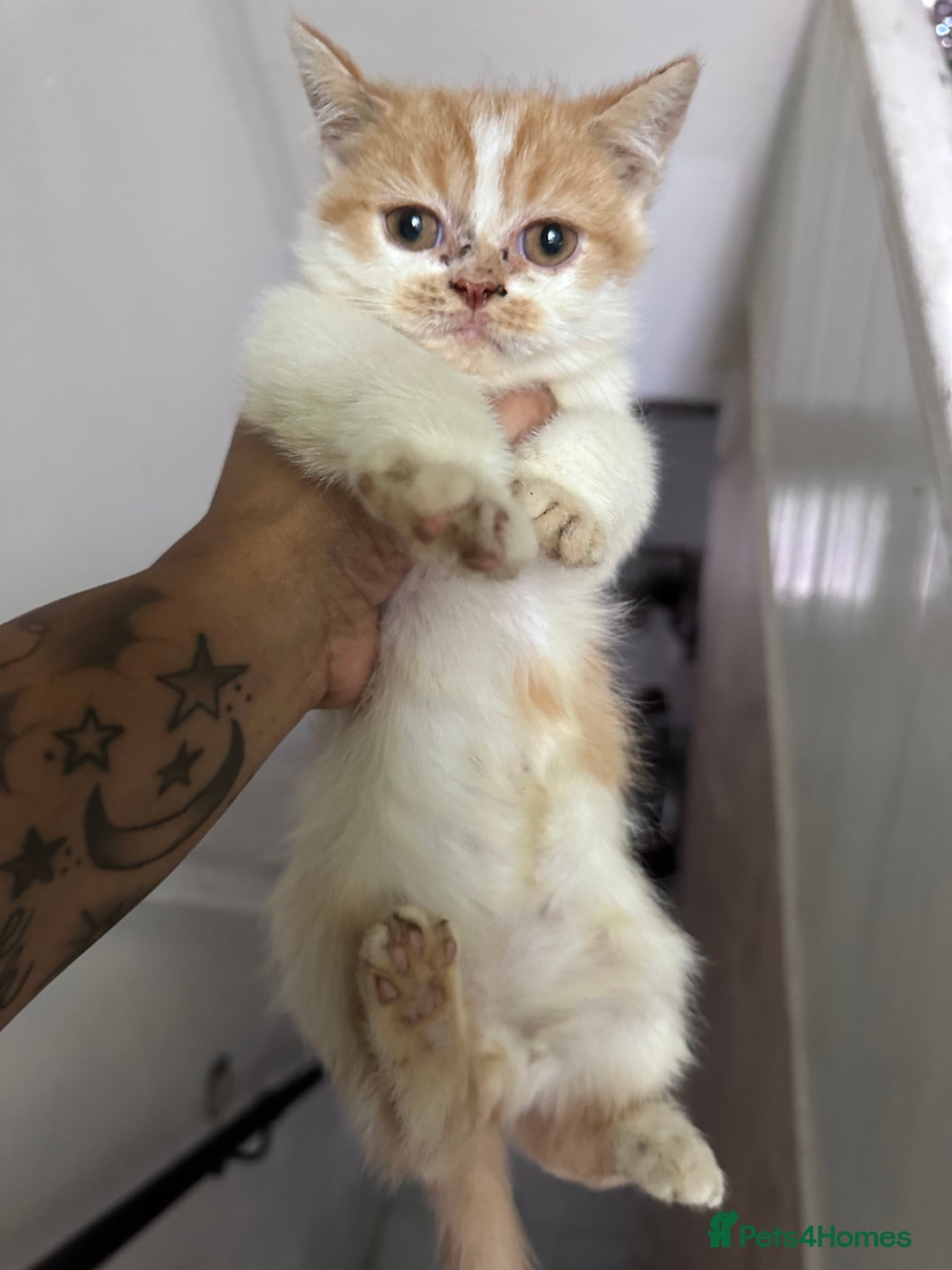 Persian cats for sale: Persian Kittens for Sale - Advert 6