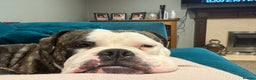 Old Tyme Bulldog dogs for sale: old tyme bulldog looking for a loving home - Advert 1