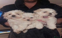 Malshi dogs for sale: Adorable Korean Maltese x Malshi puppies  - Advert 3