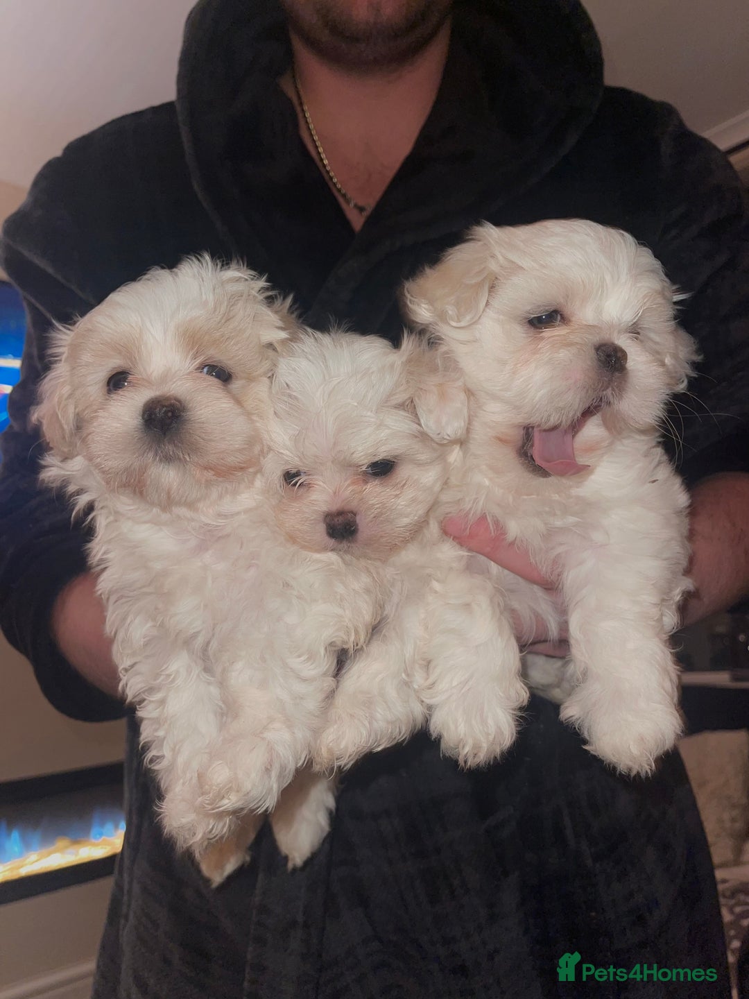 Malshi dogs for sale: Adorable Korean Maltese x Malshi puppies  - Advert 3