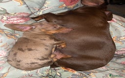 Miniature Dachshund dogs for sale: Last male miniature chocolate dapple dachshund - Image 7