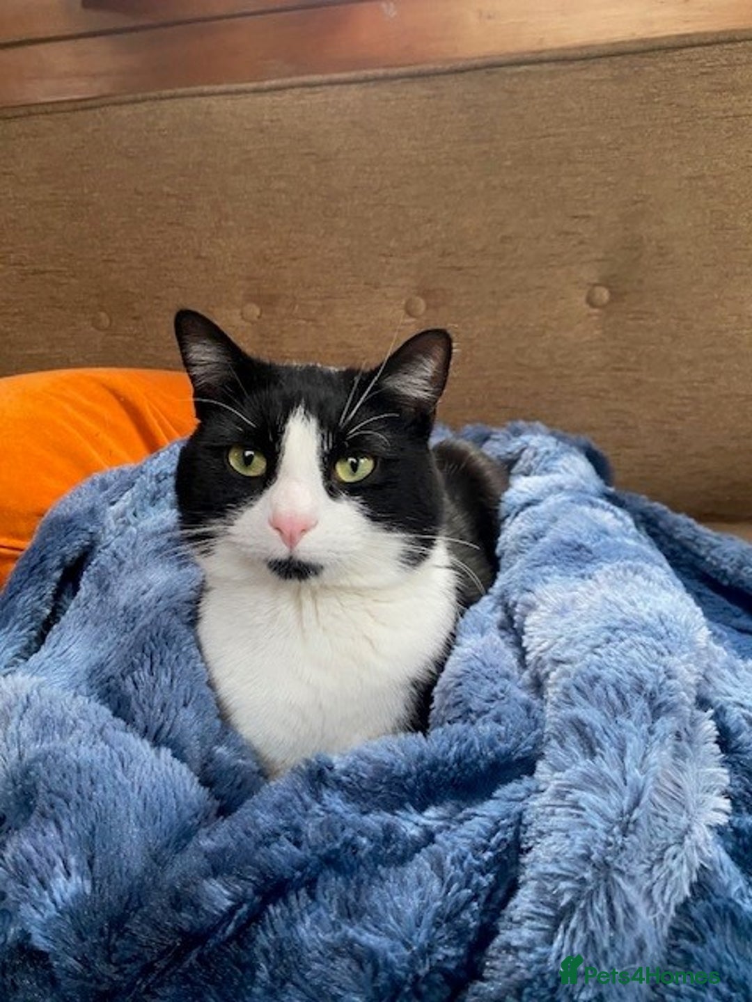 British Shorthair cats for sale: URGENT free - rehoming my beautiful cat <3 - Image 12