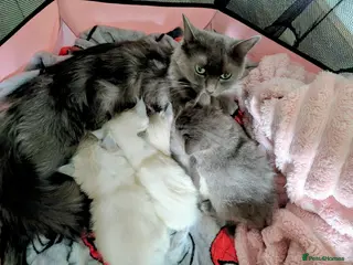 Ragdoll cats 4 beautiful Ragdoll Turkish Van kittens - Advert 1