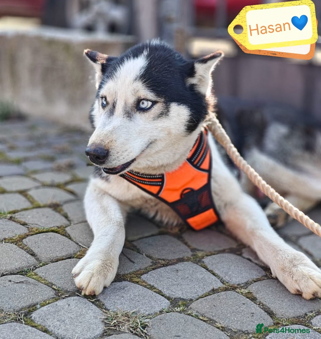 Siberian Husky dogs for adoption: 💙🐶 HASAN 🐶💙 - Image 8