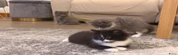 Mixed Breed cats for sale: 3 gorgeous kittens available to leave now! - Advert 4