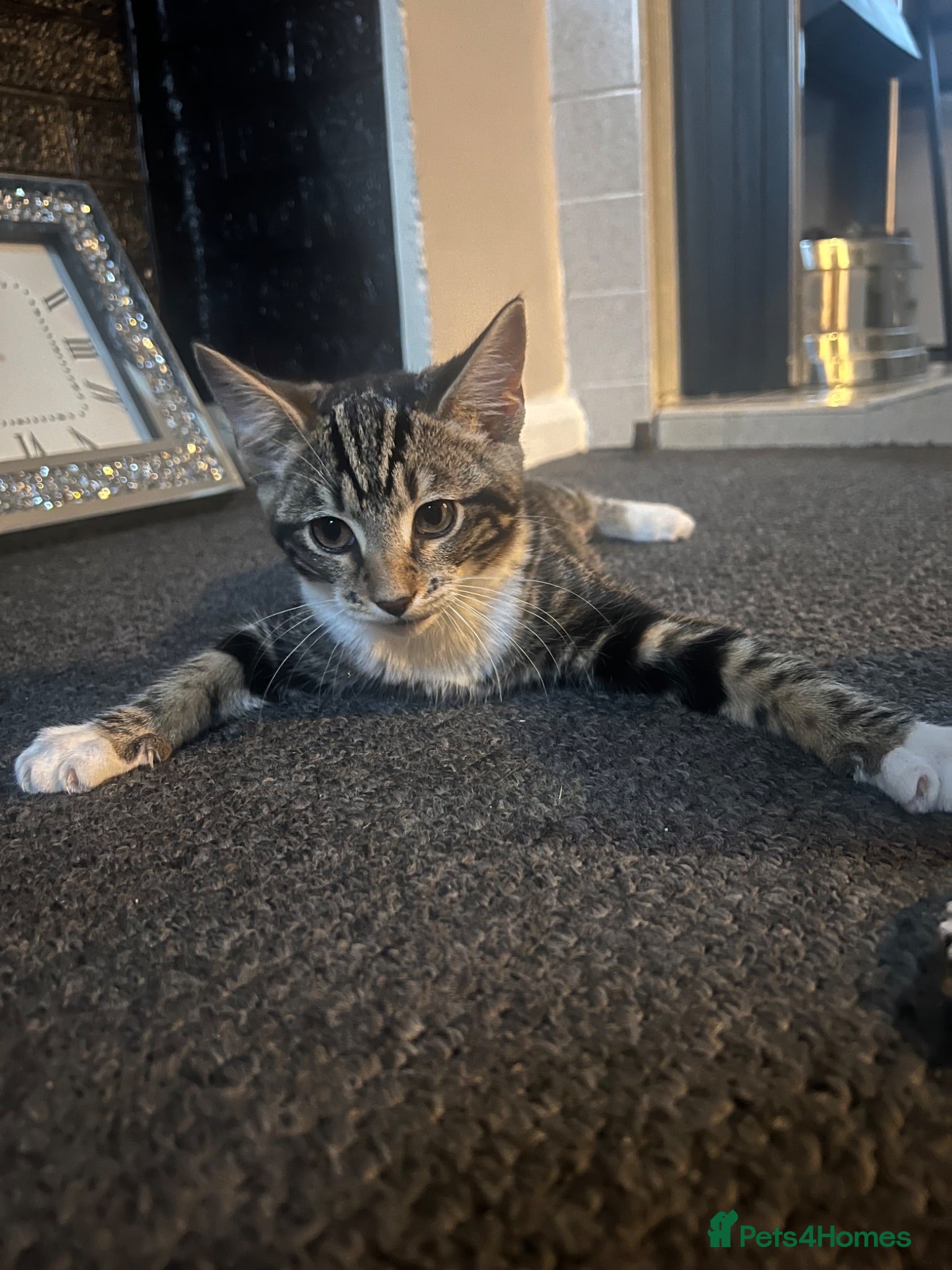 British Shorthair cats  £40 , 13 week old kitten female  - Advert 1