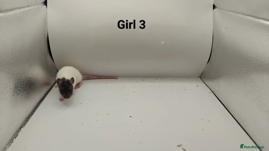 Rat rodents for sale: FEB: 20 Rats (13 Rats: 7 Boys & 6 Girls Left) - Advert 15