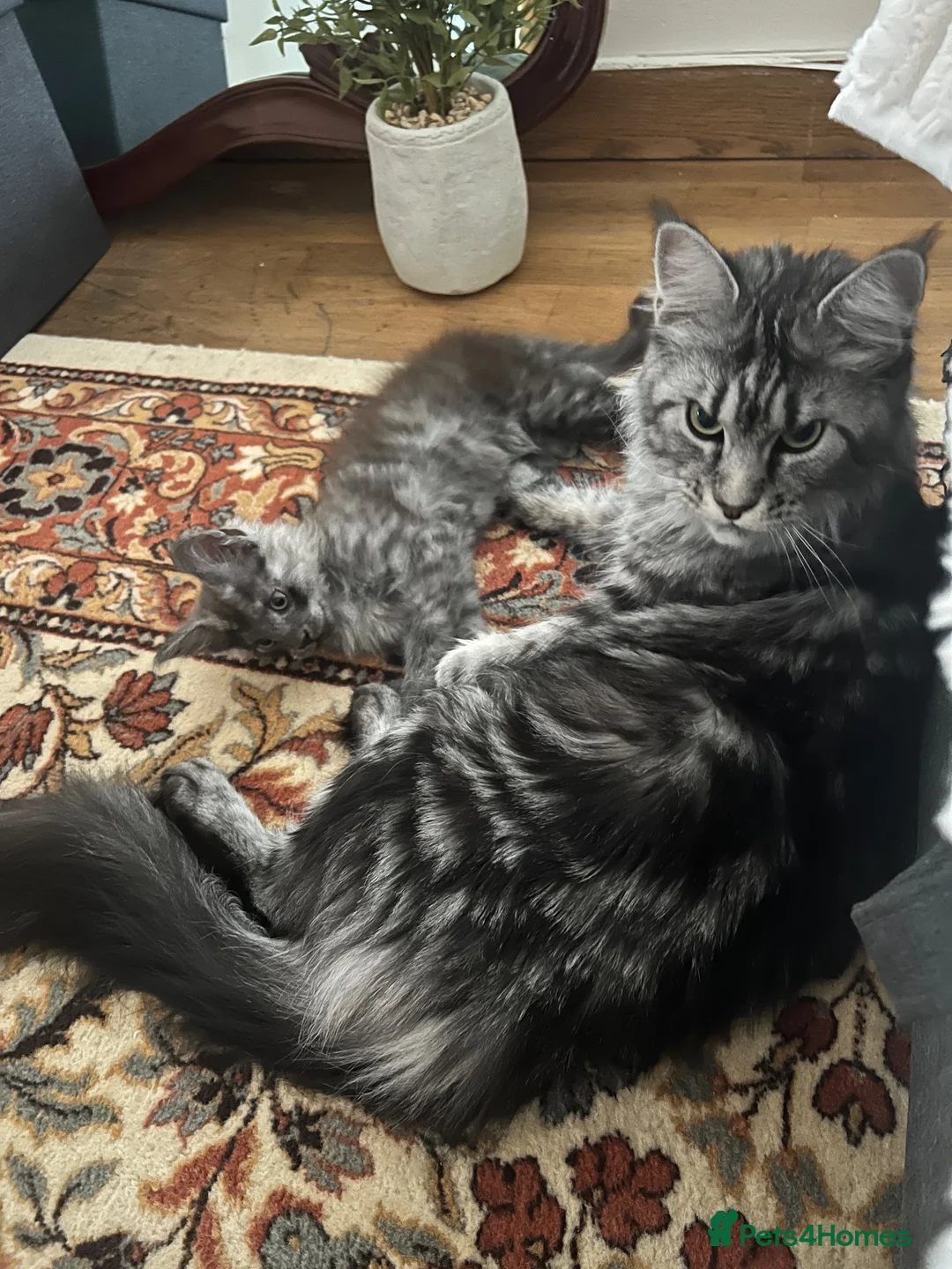 Maine Coon cats for sale: Sell Maine Coon kitten in Bradford - Advert 1