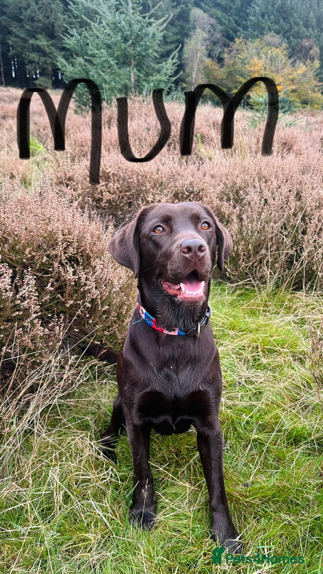 Labrador Retriever dogs for sale: 9 perfect Labrador puppies  - Advert 6