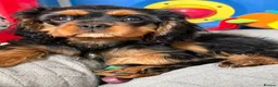 Cavalier King Charles Spaniel dogs for sale: Fully vaccinated KC Reg Black & Tan Girl  - Advert 2
