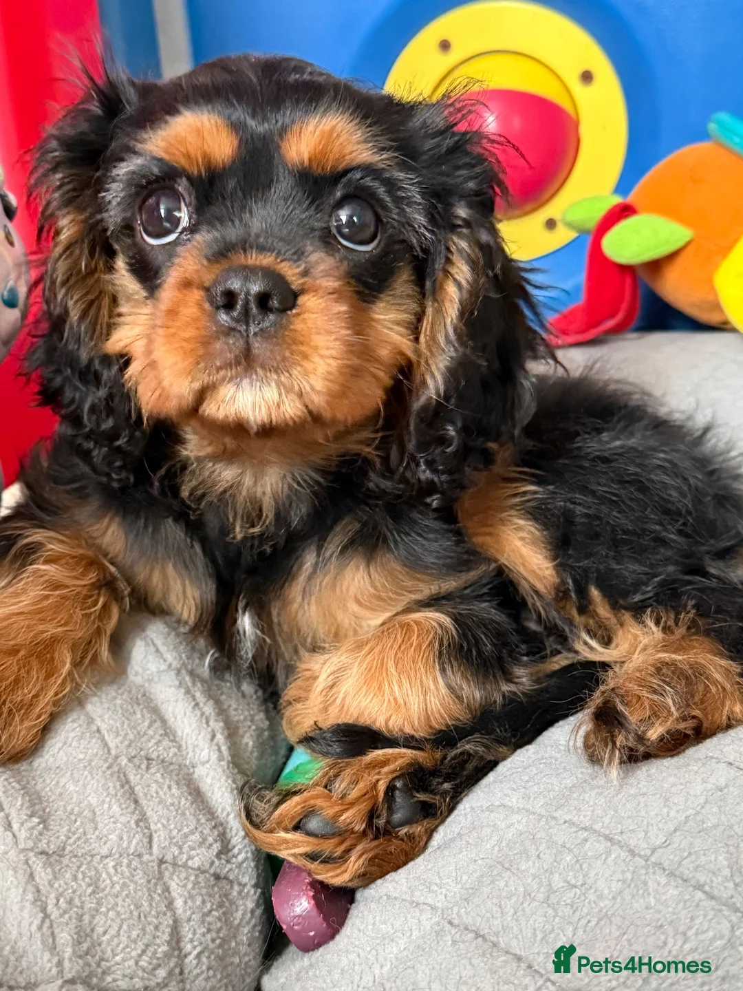 Cavalier King Charles Spaniel dogs for sale: Fully vaccinated KC Reg Black & Tan Girl  - Advert 2
