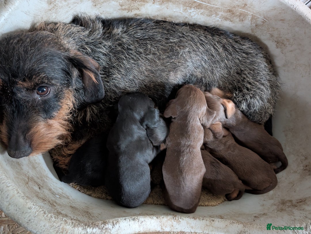 Dachshund dogs for sale: Teckel Pups - Advert 12