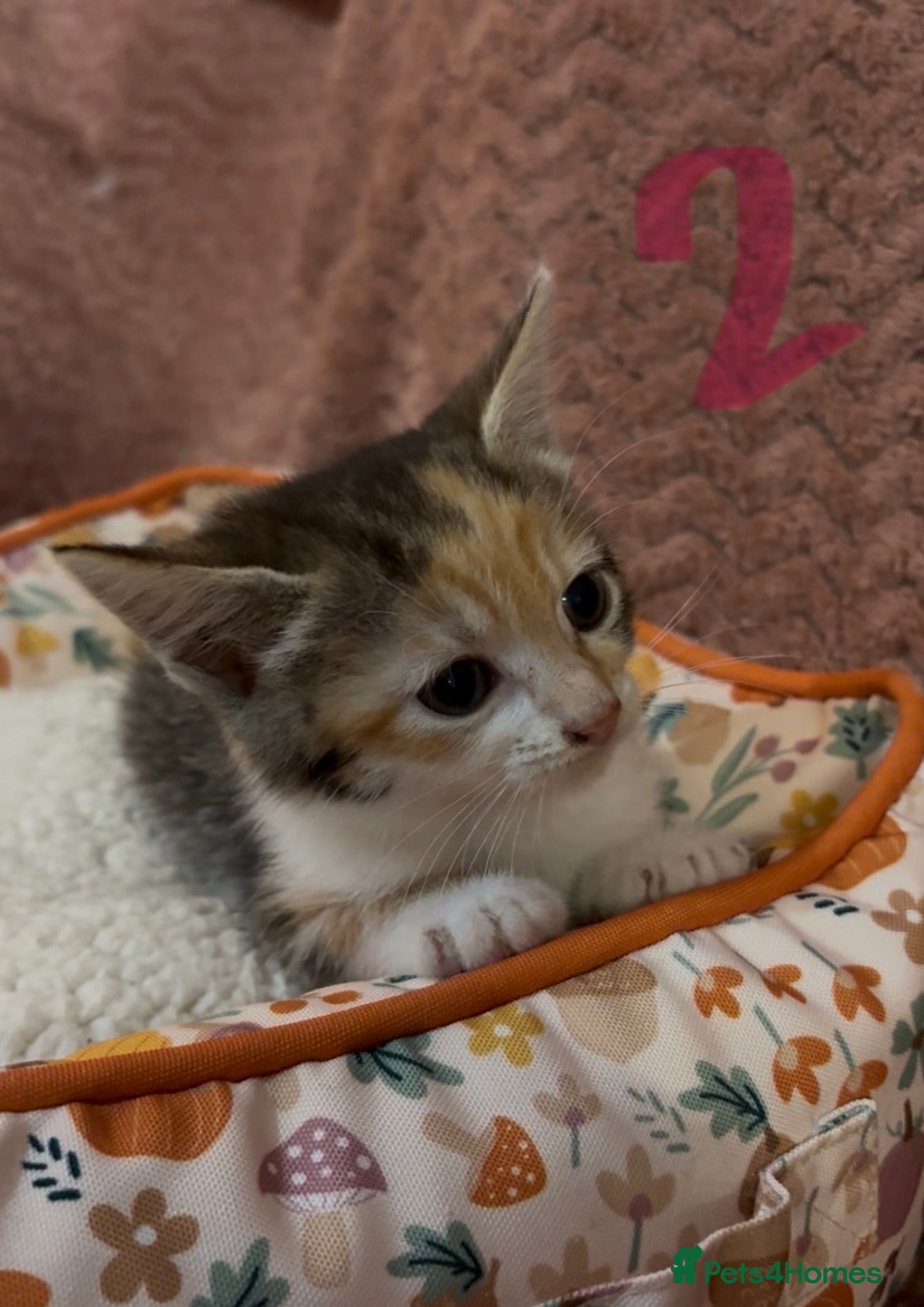 Mixed Breed cats for sale: 8 beautiful kittens ready for loving homes  - Advert 8