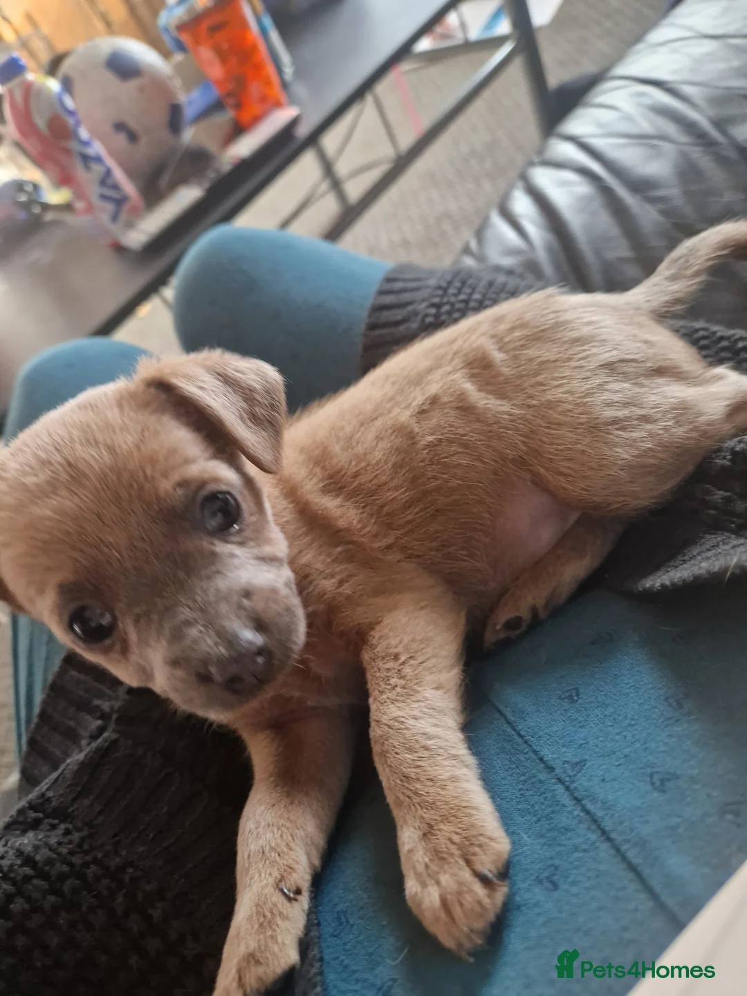 Patterjack dogs for sale: Patterjack puppies - Advert 5