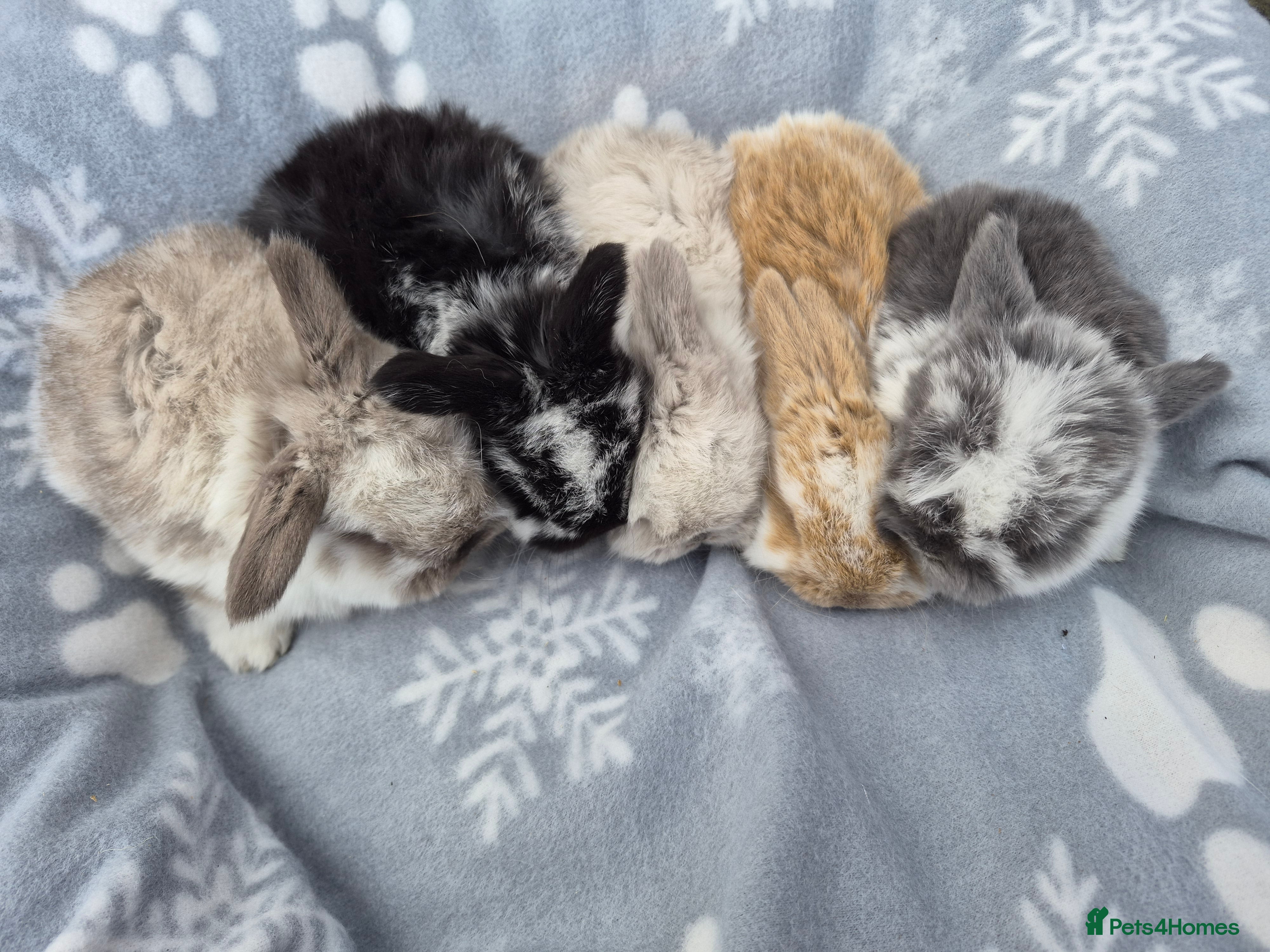 Mini Lop rabbits Mini lop.ear bunnies. - Advert 5