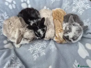 Mini Lop rabbits Mini lop.ear bunnies. - Advert 5
