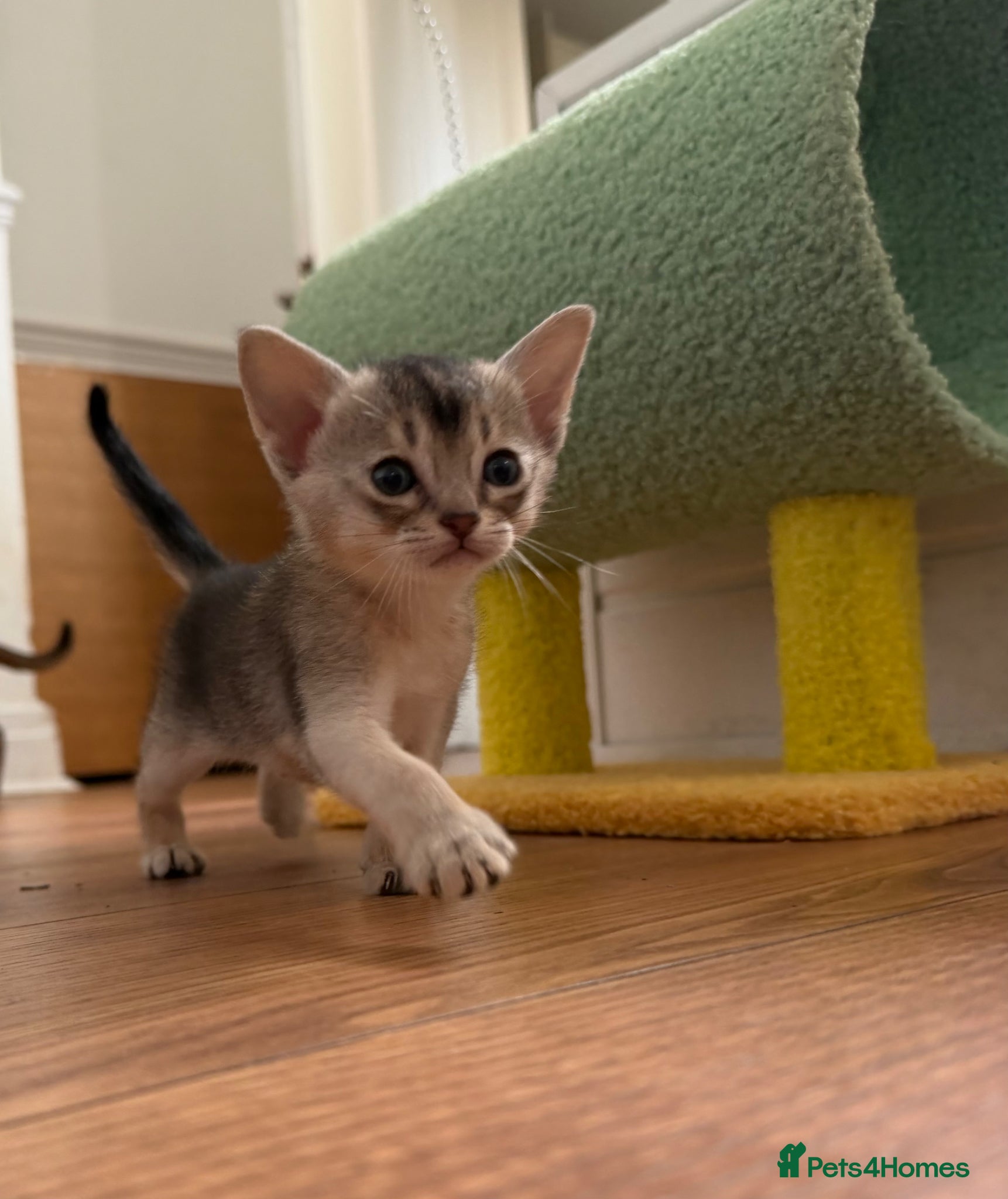 Abyssinian cats 2 beautiful Abyssinian girls - Advert 15