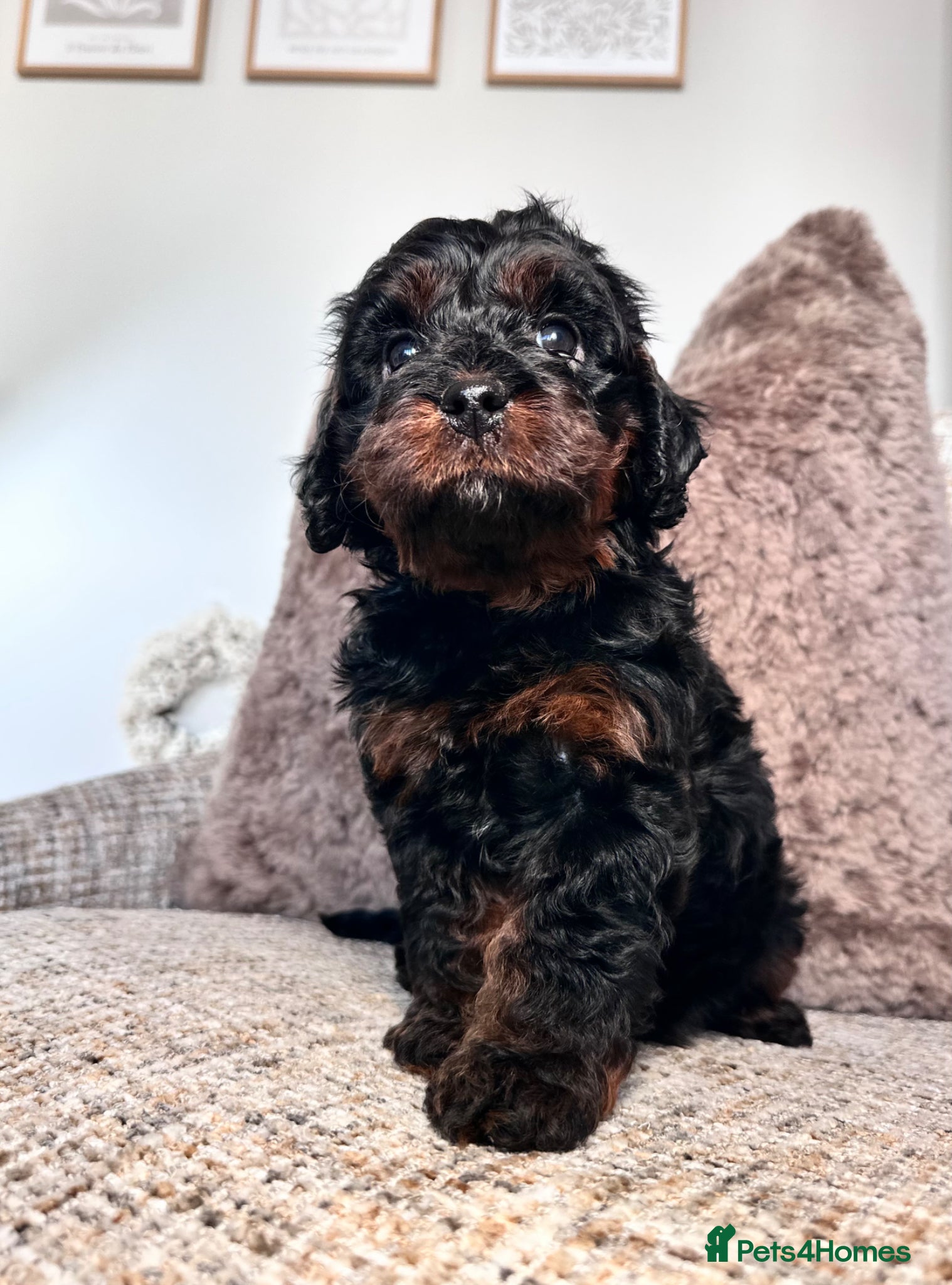 Cavapoo dogs Adorable Cavapoo puppies. Health tested Parent.  - Advert 1