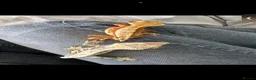 Gecko reptiles for sale: Beautiful female crested gecko - Advert 2