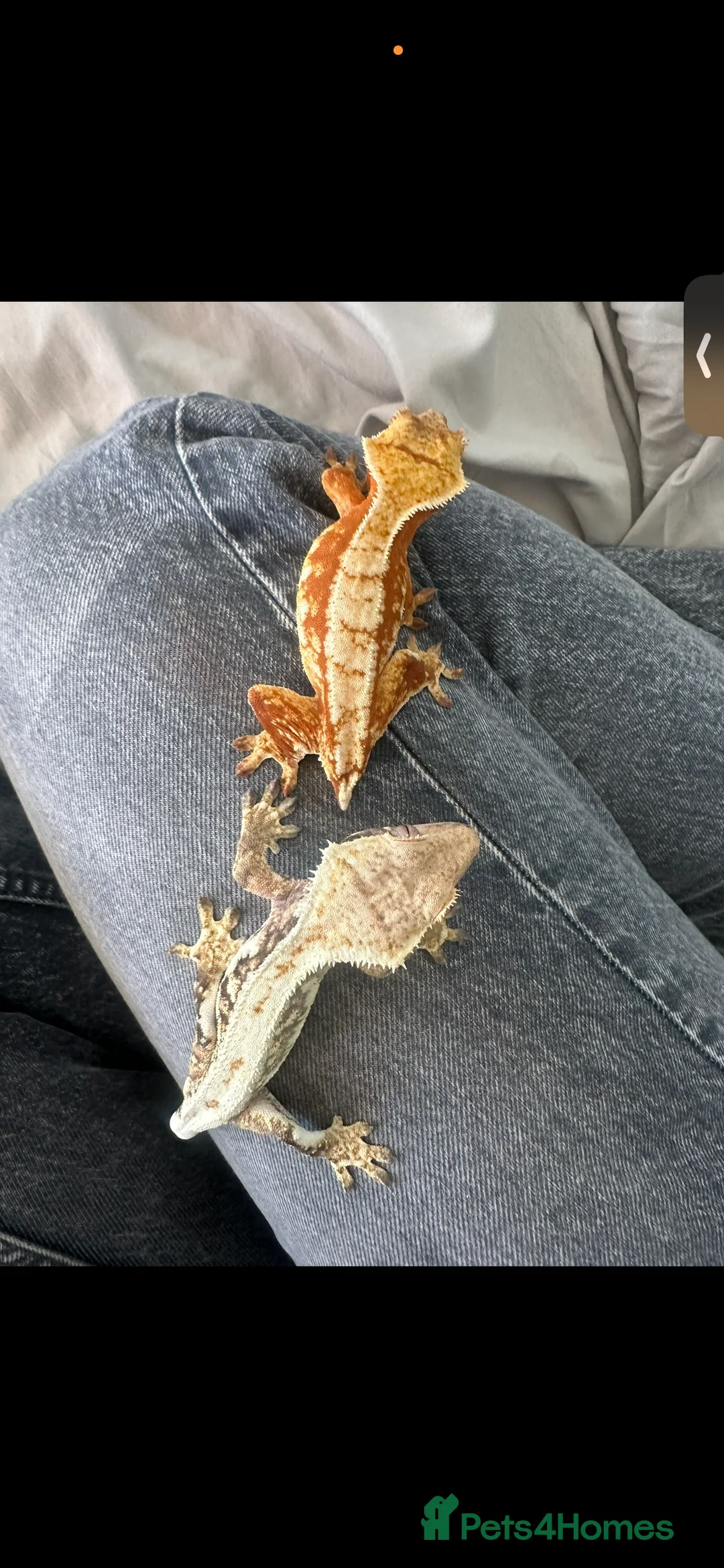 Gecko reptiles for sale: Beautiful female crested gecko - Advert 2